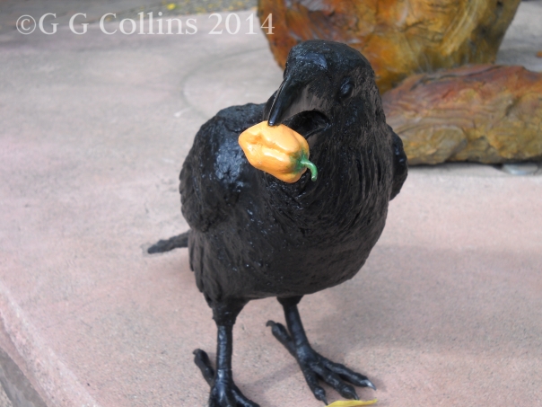 Even the Crows Eat Chiles!  Copyright G G Collins 